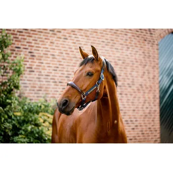 HORSEWARE Ohlávka Signature Competition Horseware, brown/navy FULL