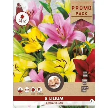 Semeno Směs PROMO Lilie, asijské hybridy LAMBADA 8ks