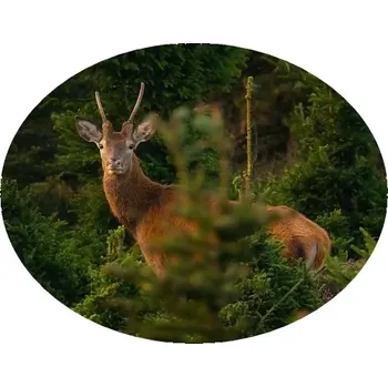 Nášivka Nažehlovačka myslivecká srnec (digitální nažehlovačka pro myslivce)