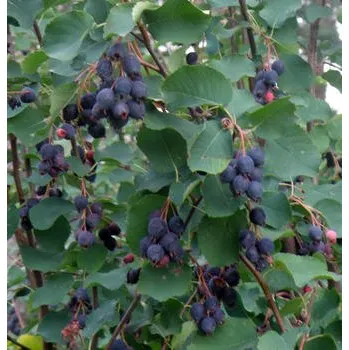 Sazenice Amelanchier alnifolia 'Northline'