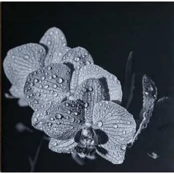 Zahraniční hudba LP Assorted Orchids: Assorted Orchids CLR | LTD 2021 White Coloured Vinyl Limited Edition