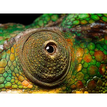 Plakát Plakát, Obraz - Panther Chameleon's eye, close up, Jonathan Knowles