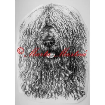 Samolepka komondor - archiv c501 - Malá - přibližně jako pohlednice