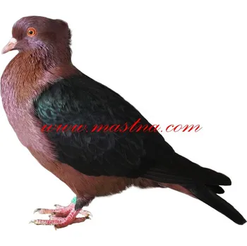 Samolepka holub hýl bronzový černokřídlý