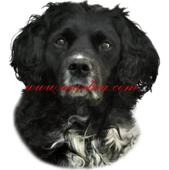 Samolepka ohař bretaňský 568