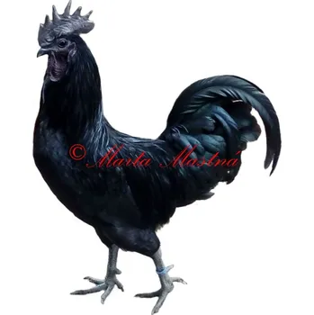 Samolepka drůbež, kohout ayam cemani