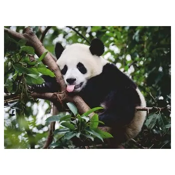 Puzzle RAVENSBURGER Puzzle Panda 500 dílků