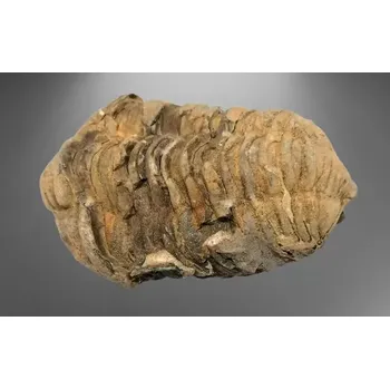Trilobit Calymene velký 99 g