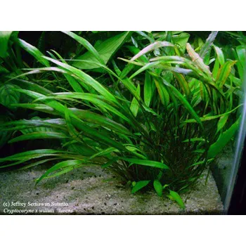 Akvaristika Cryptocoryne willisii (Košíčková Ø 5,5 cm)
