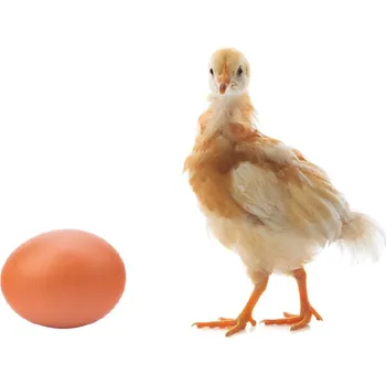 Krmivo pro hospodářské zvíře afeed Krmivo - Nosná kuřice "JUNIOR 1"