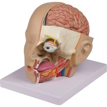 anatomický model Model hlavy, rozložitelný na 4 části
