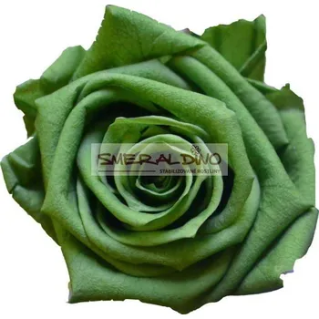 umělá květina SMERALDINO Stabilizovaná růže Zelená