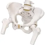 3B Scientific kostra ženské pánve s…