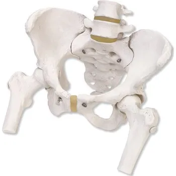 anatomický model 3B Scientific kostra ženské pánve s pohyblivými hlavičkami stehenních kostí