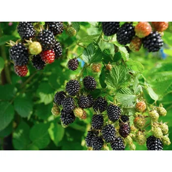 Sazenice Rubus fruticosus 'Navaho', 30–40 cm