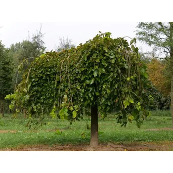 Sazenice Morus alba 'Pendula' 180 KM