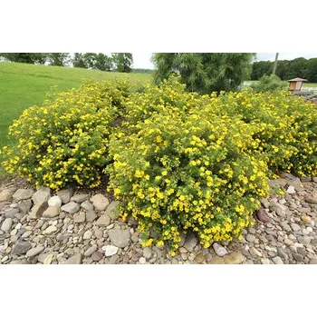 Sazenice Potentilla frut. 'Goldfinger' 10 - 15 cm