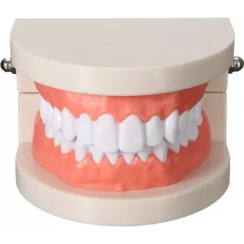 anatomický model Verk 01528 model lidského chrupu