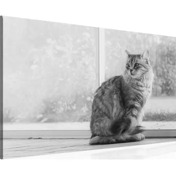 Obraz Malvis ® Obraz na plátně Kočka Velikost: 60x40 cm