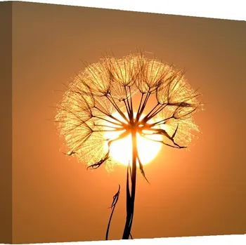 Malvis ® Obraz - Pampeliška při západu slunce Velikost: 70x70 cm