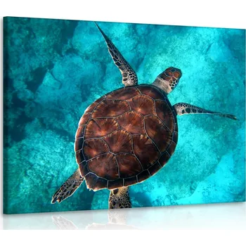 Obraz Malvis ® Obraz želva v moři Velikost (šířka x výška): 60x40 cm