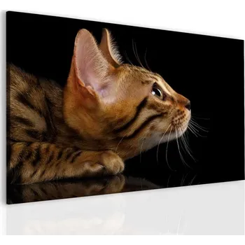 Obraz Malvis ® Obraz kočičí pohled Velikost (šířka x výška): 30x20 cm