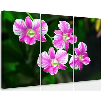 Obraz Malvis ® Vícedílný obraz - Orchidej v přírodě Velikost: 90x60 cm