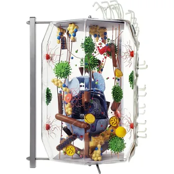 anatomický model Lidská buňka - model 40000:1