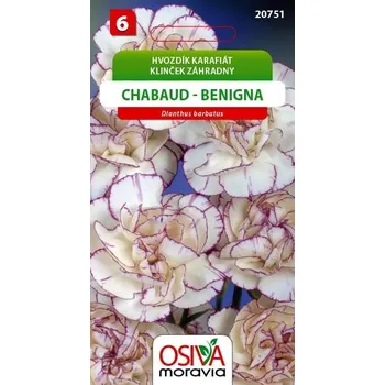 Semeno Hvozdík karafiát - Chabaud - Benigna