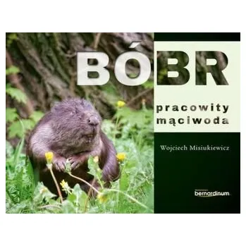 BÓBR PRACOWITY MĄCIWODA - WOJCIECH MISIUKIEWICZ