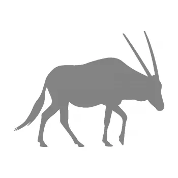 Samolepící dekorace SAMOLEPKA Antilopa 001 pravá (17 - šedá) NA AUTO, NÁLEPKA, FÓLIE, POLEP, TUNING, VLASTNÍ TEXT, TISK, AUTOSAMOLEPKY.cz, POLEPY, OBRÁZEK, LOGO, SAMOLEPKY