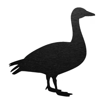 Samolepicí dekorace na vozidlo Husa 001 pravá (63 - škrábaný kov černý) SAMOLEPKA NA AUTO, NÁLEPKA, FÓLIE, POLEP, TUNING, VLASTNÍ TEXT, TISK, AUTOSAMOLEPKY.cz, POLEPY, OBRÁZEK, LOGO, 3D STICKERS