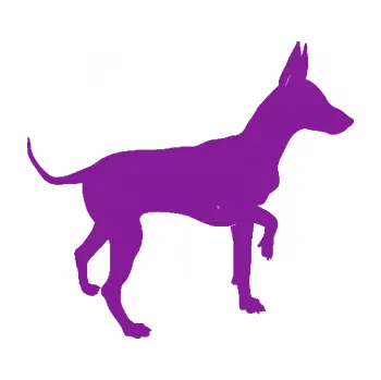 Polep vozidla SAMOLEPKA Pes 093 pravá Pražský krysařík (14 - fialová) NA AUTO, NÁLEPKA, FÓLIE, POLEP, TUNING, VLASTNÍ TEXT, TISK, AUTOSAMOLEPKY.cz, POLEPY, OBRÁZEK, LOGO, SAMOLEPKY