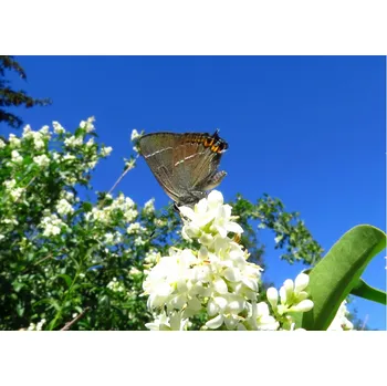 Sazenice Ptačí zob obecný (Ligustrum vulgare)