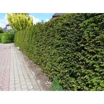 Sazenice Taxus baccata - Tis červený, kontejner pr. 9 cm-v. 20-30