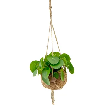 Kokodama Pilea Peperomioides (L) Chinese Money Plant Kokosový Květináč