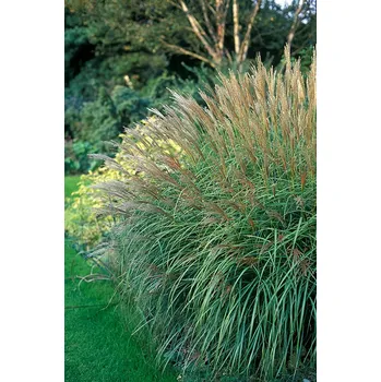 Sazenice Miscanthus sinensis Adagio 13