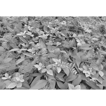 Fototapeta Komar papírová fototapeta Forest Floor 8-914 Lesní půda, rozměry 368 x 254 cm