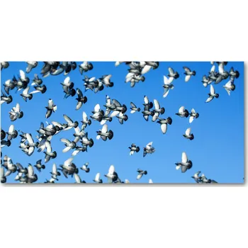 Obraz Foto-obraz fotografie na skle Stádo holubů