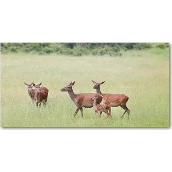 Obraz Foto obraz skleněný horizontální Srna s mladými