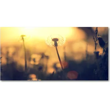 Obraz Foto obraz sklo tvrzené Pampeliška