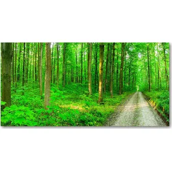 Obraz Foto obraz skleněný horizontální Stromy v lese
