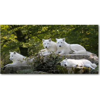 Obraz Foto-obraz na skle horizontální Bílí vlci a skála