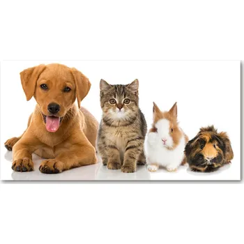 Obraz Foto obraz sklo tvrzené Pes a kočka