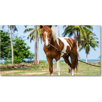Obraz Foto obraz sklo tvrzené Strakatý kůň