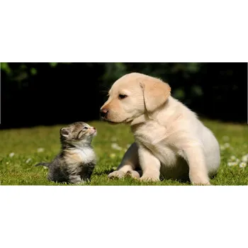 Obraz Foto obraz skleněný horizontální Pes a kočka na louce