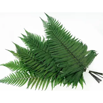 Parchment fern - kapradina