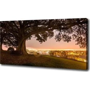 Obraz Foto obraz canvas Starý strom