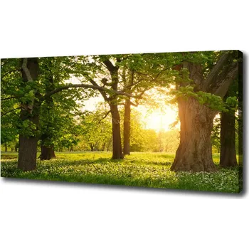 Obraz Foto obraz na plátně Stromy v parku