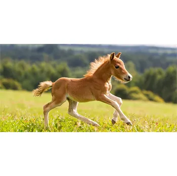 Obraz Foto obraz skleněný horizontální Hříbě ve cvalu